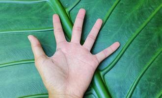 um retrato de uma folha de taro gigante com o nome latino alocasia macrorrhizos é muito grande, ainda maior que a mão de um adulto foto