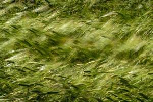 campo de espigas de trigo verde movido pelo vento foto