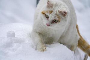 retrato de gato no fundo da neve foto