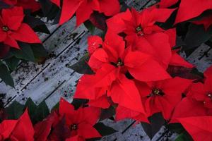 poinsétia natal estrela de natal detalhe da planta foto