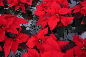 poinsétia natal estrela de natal detalhe da planta foto