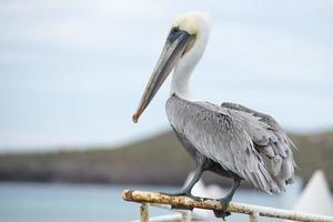 retrato de pelicano marrom foto