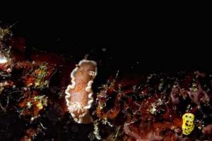 chromodoris nudibranch no mar foto