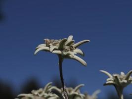 detalhe da flor estrela alpina edelweiss close-up foto