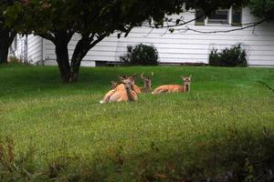 veados de cauda branca perto das casas na zona rural do condado do estado de nova york foto