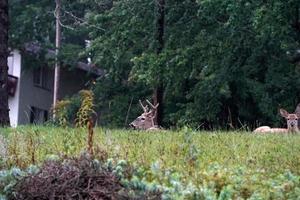 veados de cauda branca perto das casas na zona rural do condado do estado de nova york foto