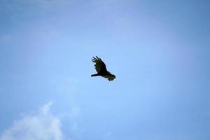 pássaro abutre voador no céu foto