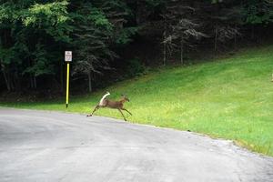 veados de cauda branca correndo e atravessando a estrada perto das casas na zona rural do estado de nova york foto