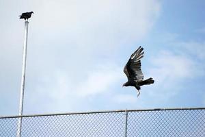 pássaro abutre urubu na cerca foto