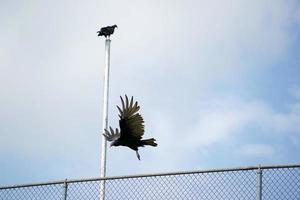 pássaro abutre urubu na cerca foto