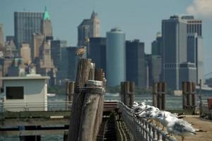 nova york vista da paisagem urbana do rio hudson ilha da liberdade com gaivotas foto