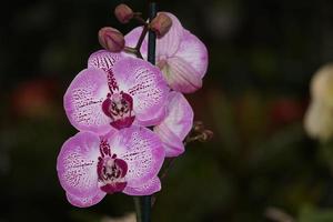 flor de orquídea detalhe foto