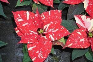 detalhe da planta da estrela de natal poinsétia foto