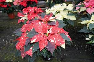 detalhe da planta da estrela de natal poinsétia foto