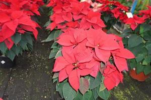 detalhe da planta da estrela de natal poinsétia foto