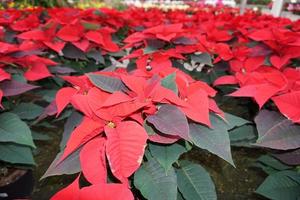 detalhe da planta da estrela de natal poinsétia foto