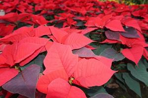 detalhe da planta da estrela de natal poinsétia foto