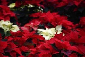 detalhe da planta da estrela de natal poinsétia foto