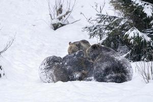 ursos marrons lutando na neve foto