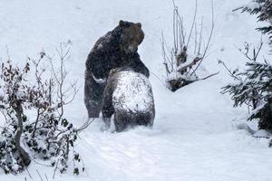 ursos marrons lutando na neve foto