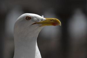 gaivota em ruínas de roma foto