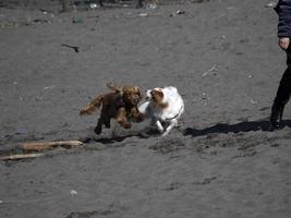 cachorro cocker spaniel feliz brincando na praia foto