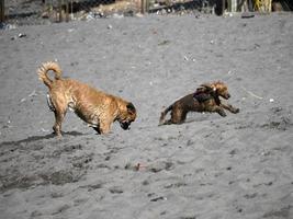 cachorro cocker spaniel feliz brincando na praia foto