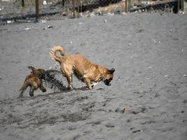 cachorro cocker spaniel feliz brincando na praia foto