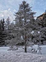 floresta gelada de dolomitas de montanha de fanes no panorama de inverno foto