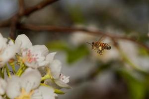 uma abelha voando para flores de pera foto