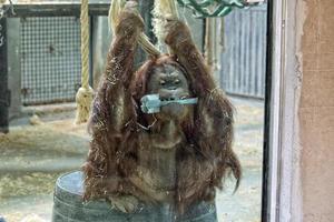macaco orangotango fechar retrato no zoológico foto