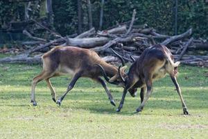 veados africanos durante a luta foto