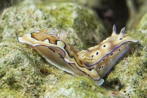 chromodoris coi nudibrânquio foto