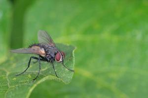 mosca isolada no fundo verde foto