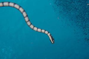 a cobra venenosa do mar preto e branco sobre o fundo azul profundo foto