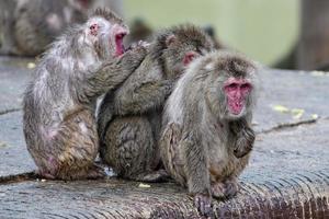 retrato de macaco do grupo macaco japonês no zoológico foto