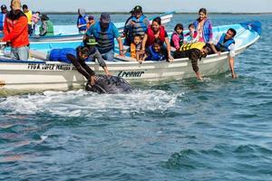 alfredo lopez mateos - méxico - 5 de fevereiro de 2015 - baleia cinzenta se aproximando de um barco foto