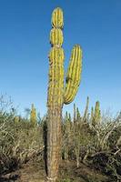 cacto do deserto na baja california foto