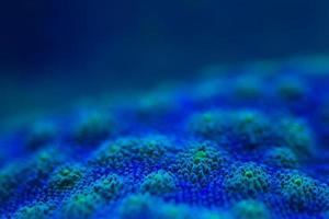 macro de coral duro na luz de mergulho noturno foto