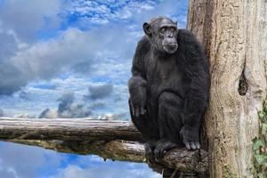 macaco chimpanzé macaco no fundo do céu azul profundo foto