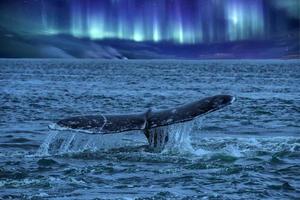 cauda de baleia descendo no fundo da aurora boreal foto