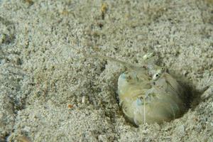 lagosta mantis defendendo ovos em seu ninho foto
