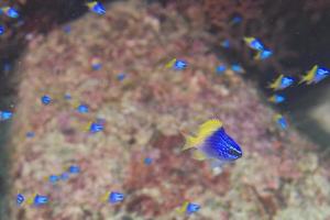 peixes azuis e amarelos na paisagem subaquática colorida do recife foto