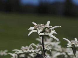 detalhe da flor estrela alpina edelweiss close-up foto