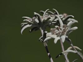 detalhe da flor estrela alpina edelweiss close-up foto