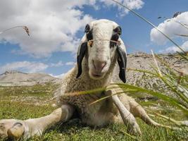 retrato de ovelha no panorama de fundo das montanhas dolomitas foto