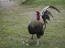 galo ao ar livre olhando para você foto