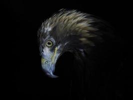 águia aquila chrysaetos isolada em preto foto