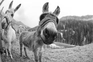 retrato de burro branco foto