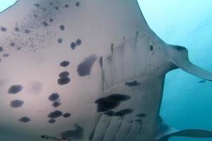 retrato fechado de manta em raja ampat papua indonésia foto